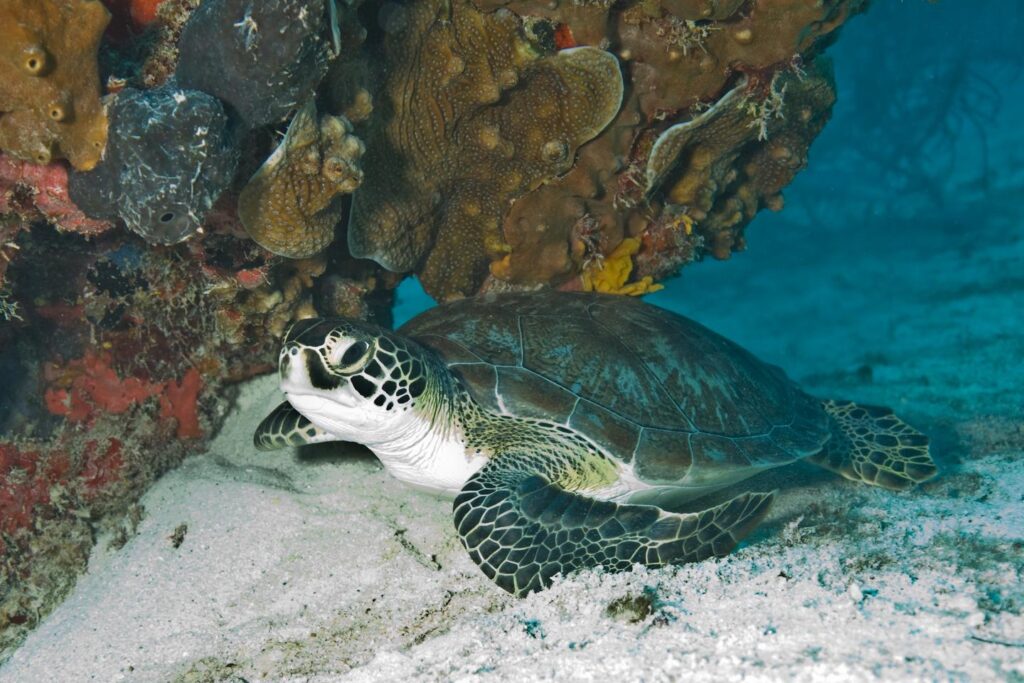 Loggerhead, Green and Hawksbill turtles are all commonly observed in park waters.