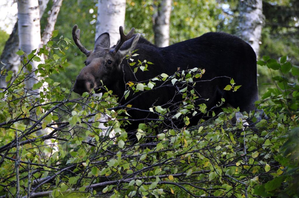 Moose are one of the few mammal species who have journeyed to the island.