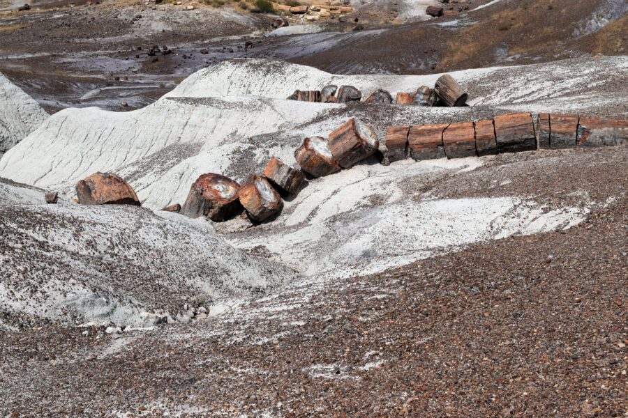 Unearth the Mysteries of Time at Petrified National Forest!