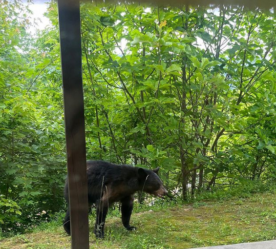 A Black Bear visiting a cabin that is located in Great Smoky Mountain National Park. Great Smoky is one of 12 National Parks east of the Mississippi River.