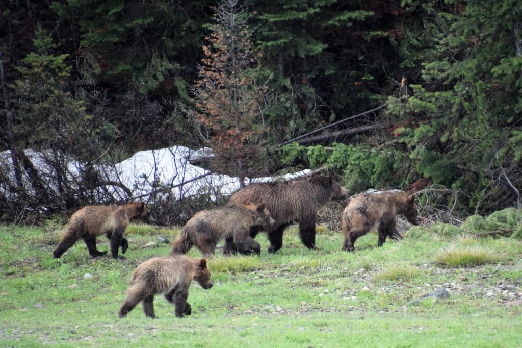 Even Grizzly 399 and her cubs know that it is great to get outdoors and enjoy Great Outdoors Month!