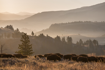 Yellowstone National Park bison, a captivating encounter during the camping adventure.